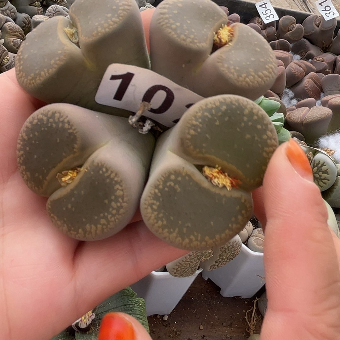 生石花一颗102000