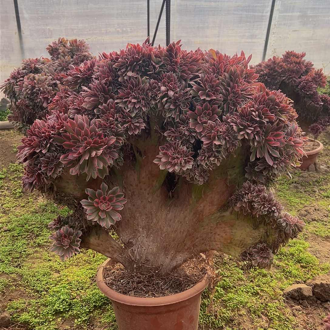 女神缀化脱土发货