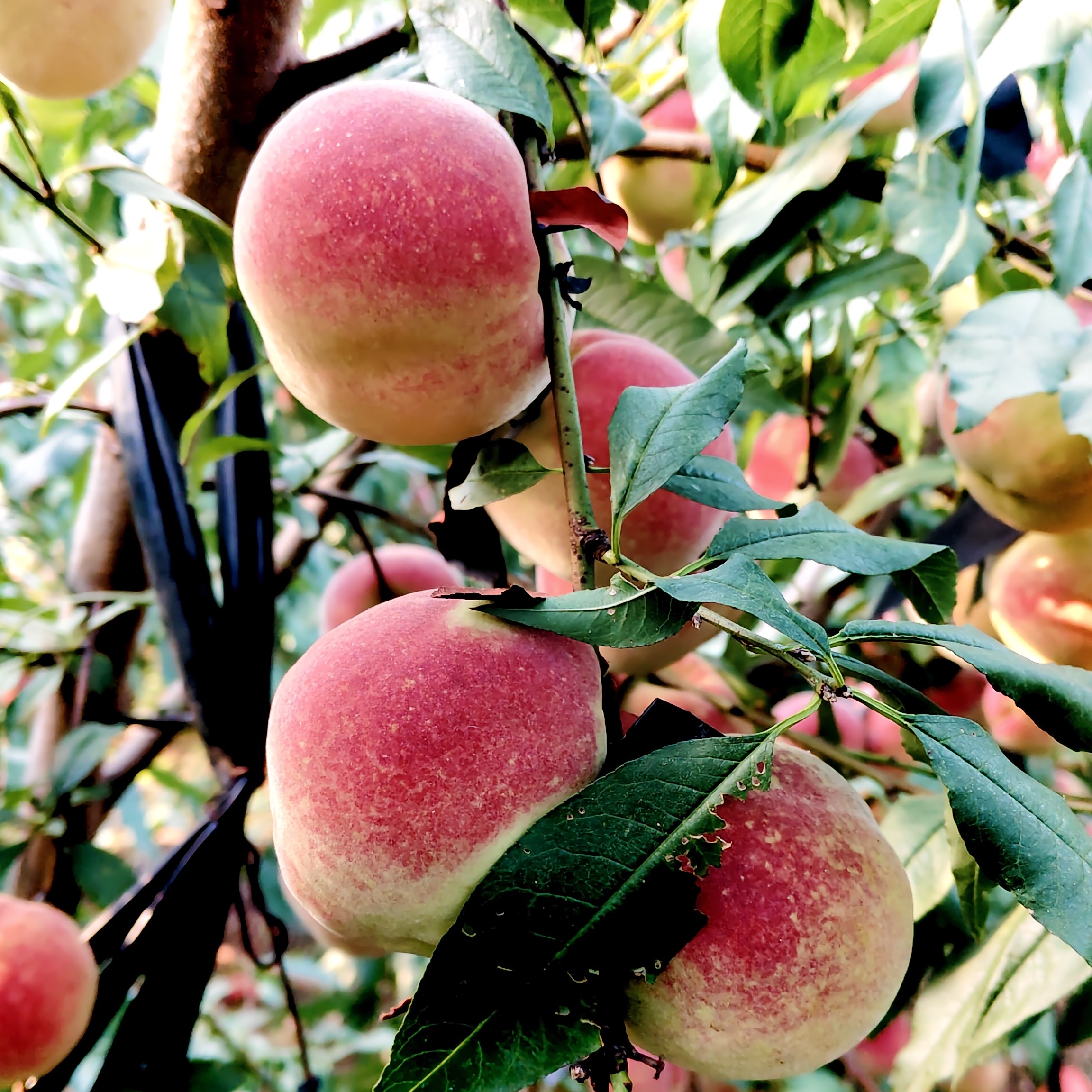 云南大理宾川冬桃新鲜应季水果初期清甜单果2-4两现摘现发