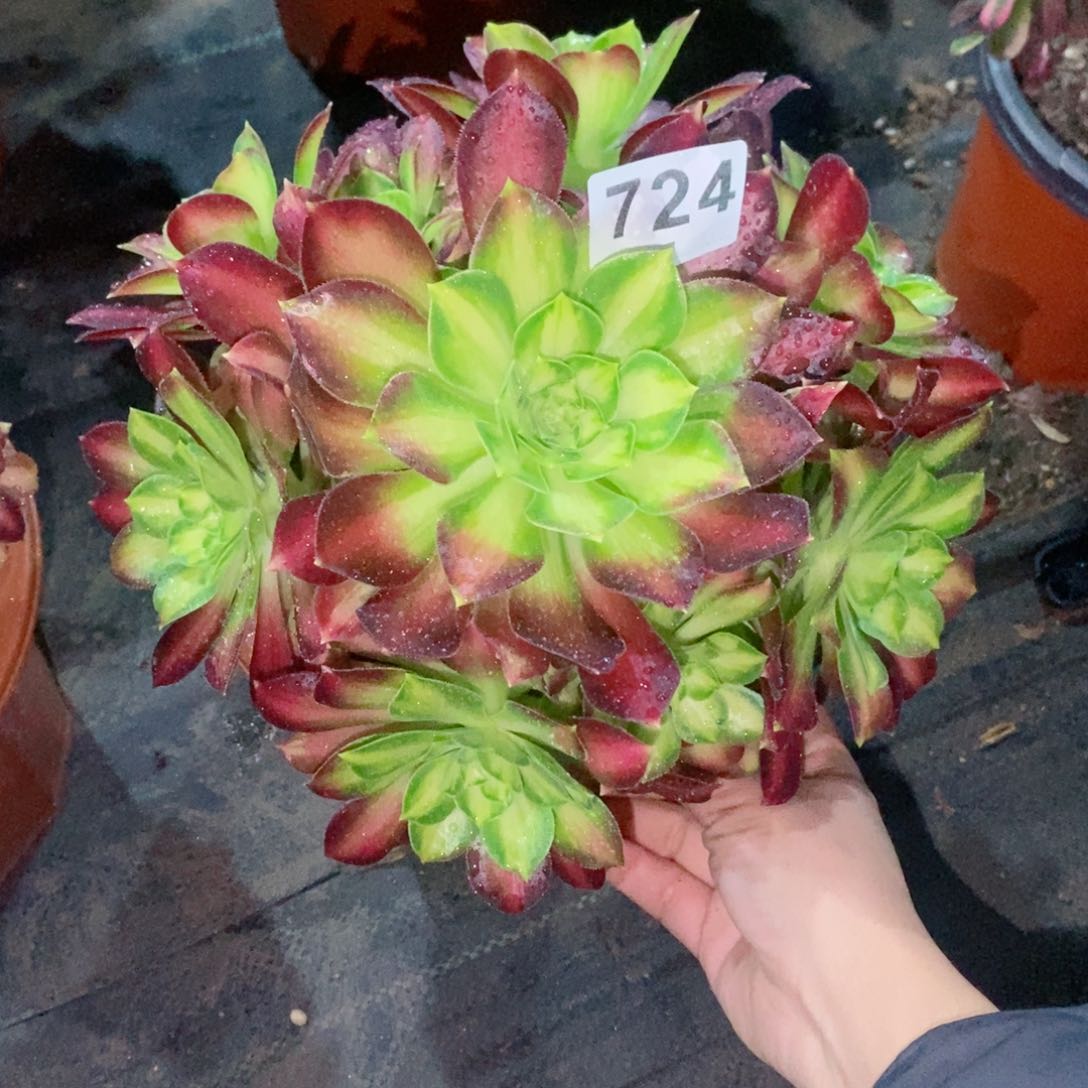 韶华724多肉1111