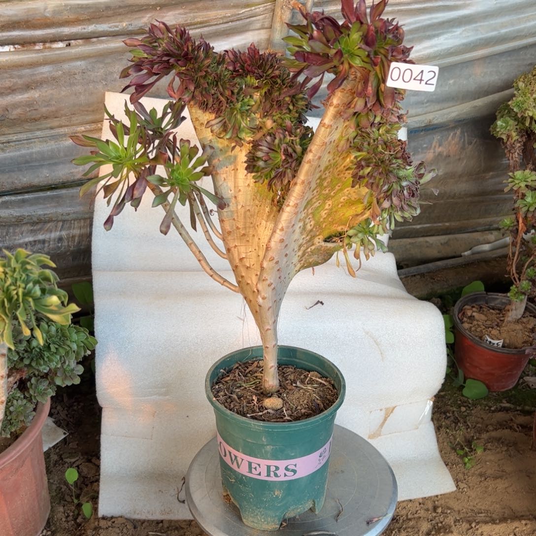 黑缀042高度40厘米