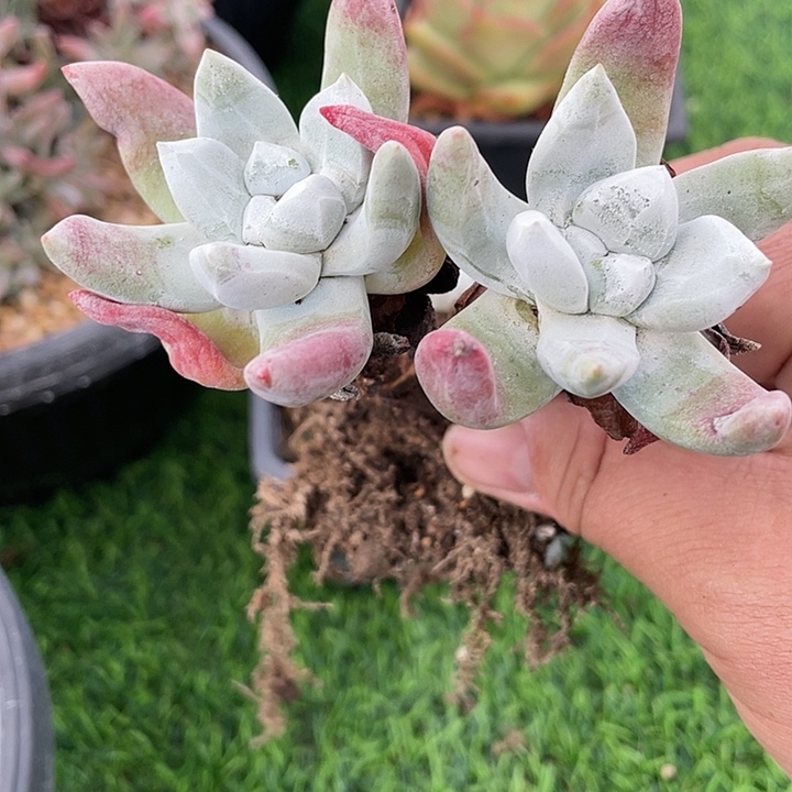 岁***好象牙叶粗桩福利粗桩