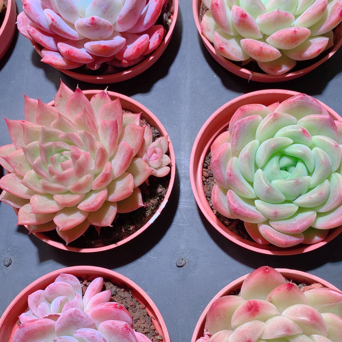 23-量拍品质保证多肉带盆9颗全单头