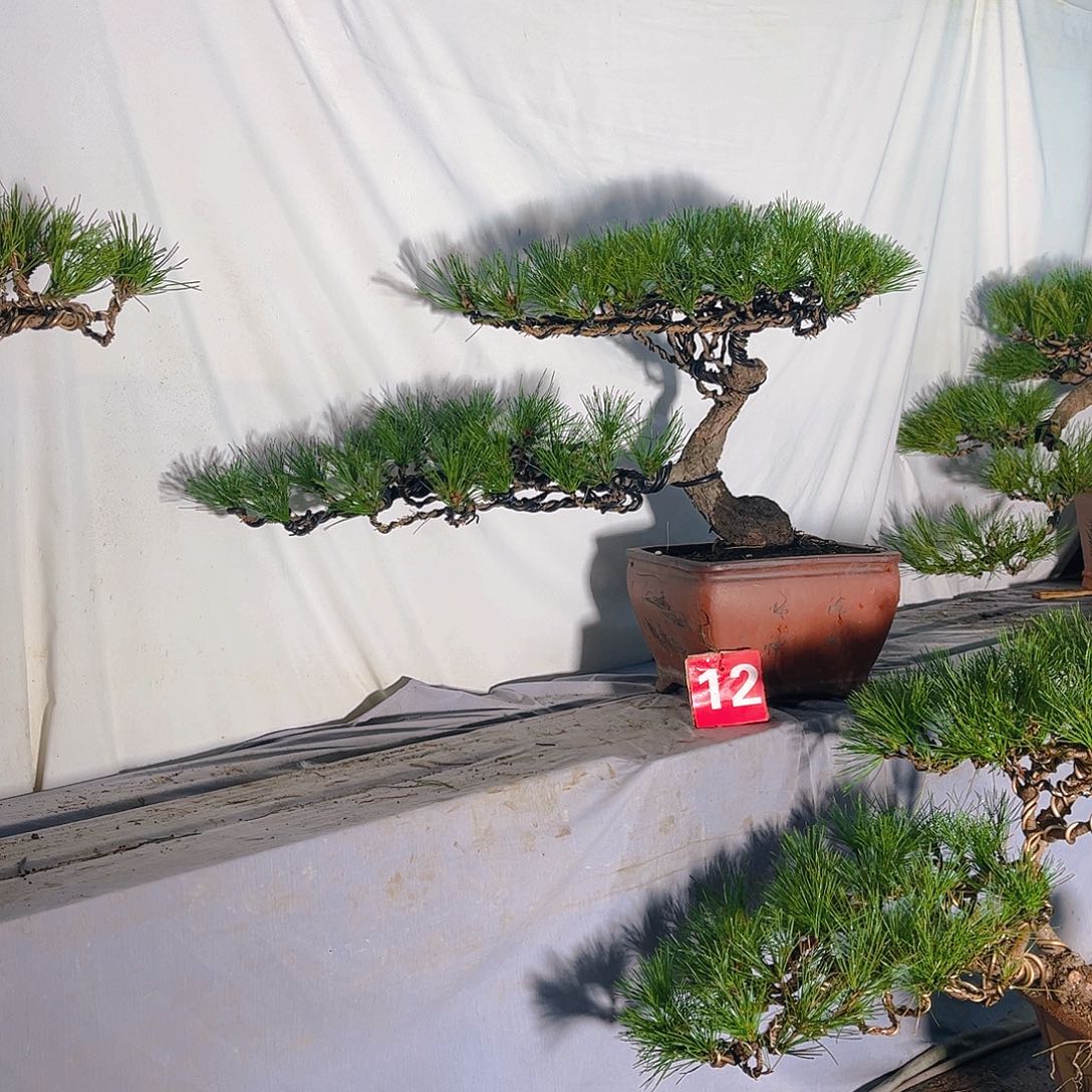 完全开放黑松盆景