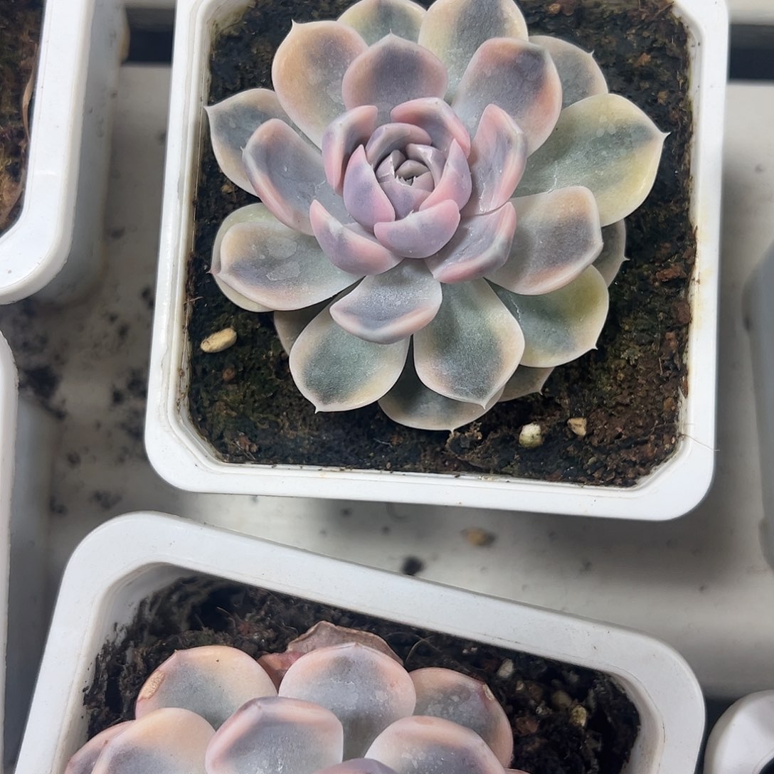 汉堡锦多肉植物锦