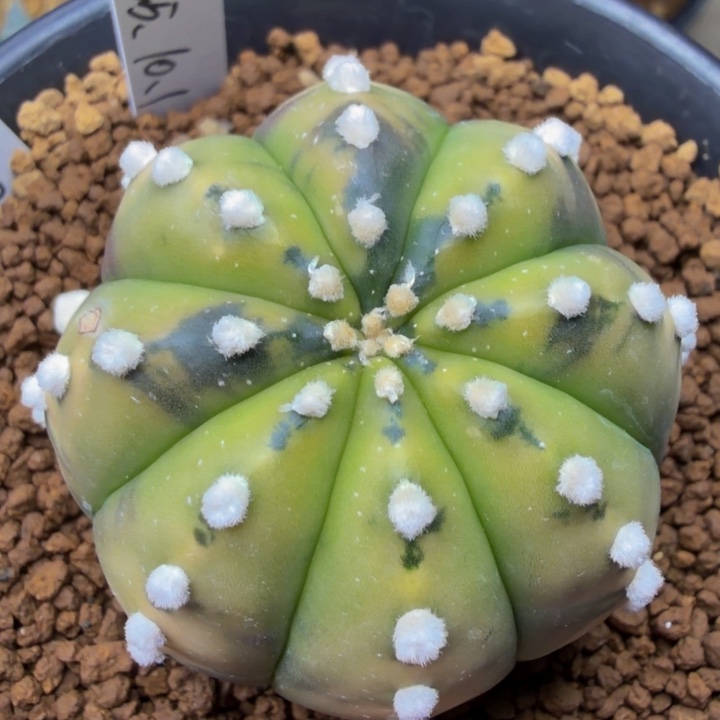 哥***斯哈根达斯的福袋捡漏