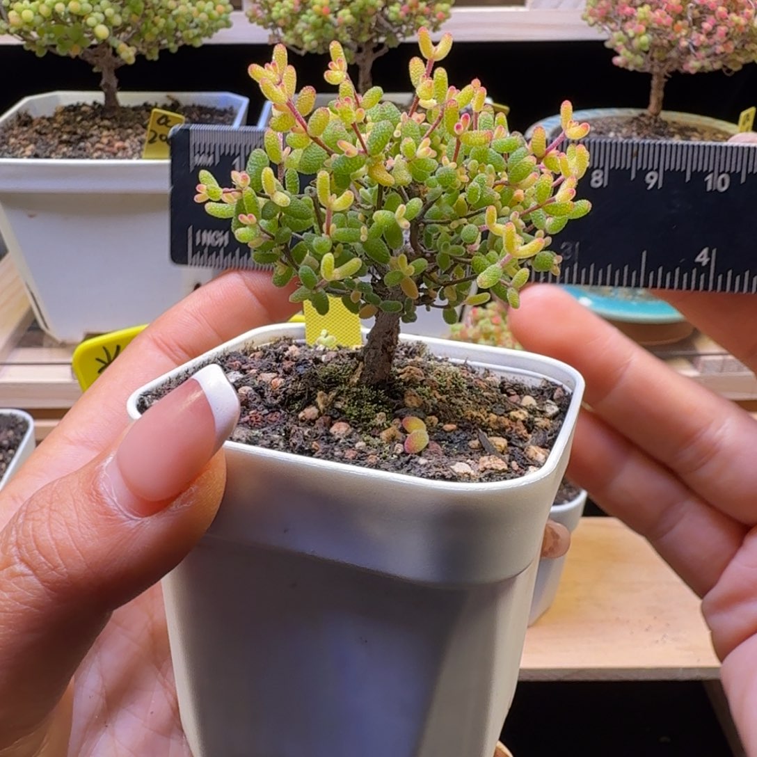 a172号假飞机猪糖球锦冠服6厘米左右