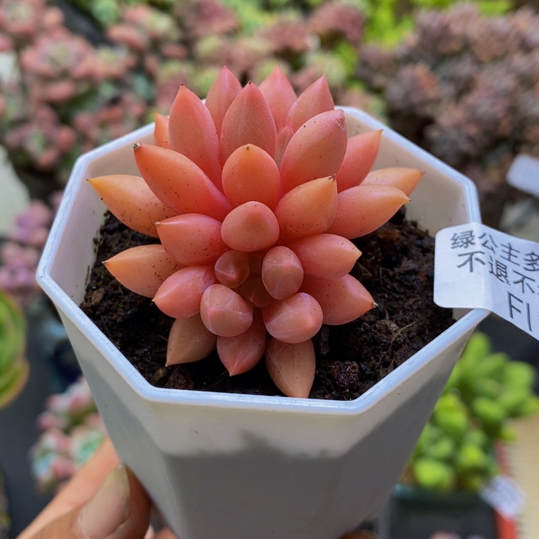 297车厘子5cm多肉植物