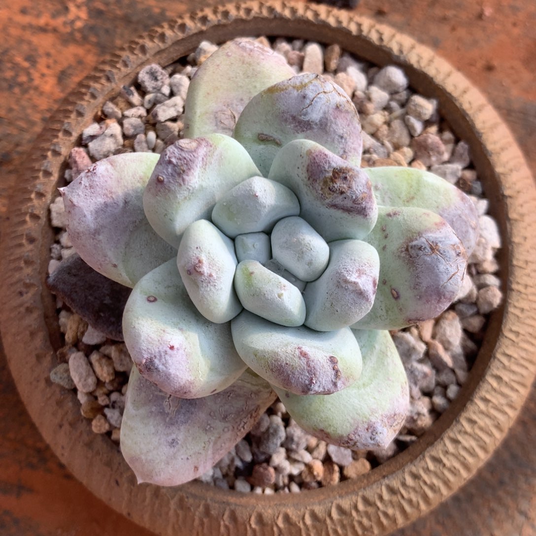 拇指，2月8日发货