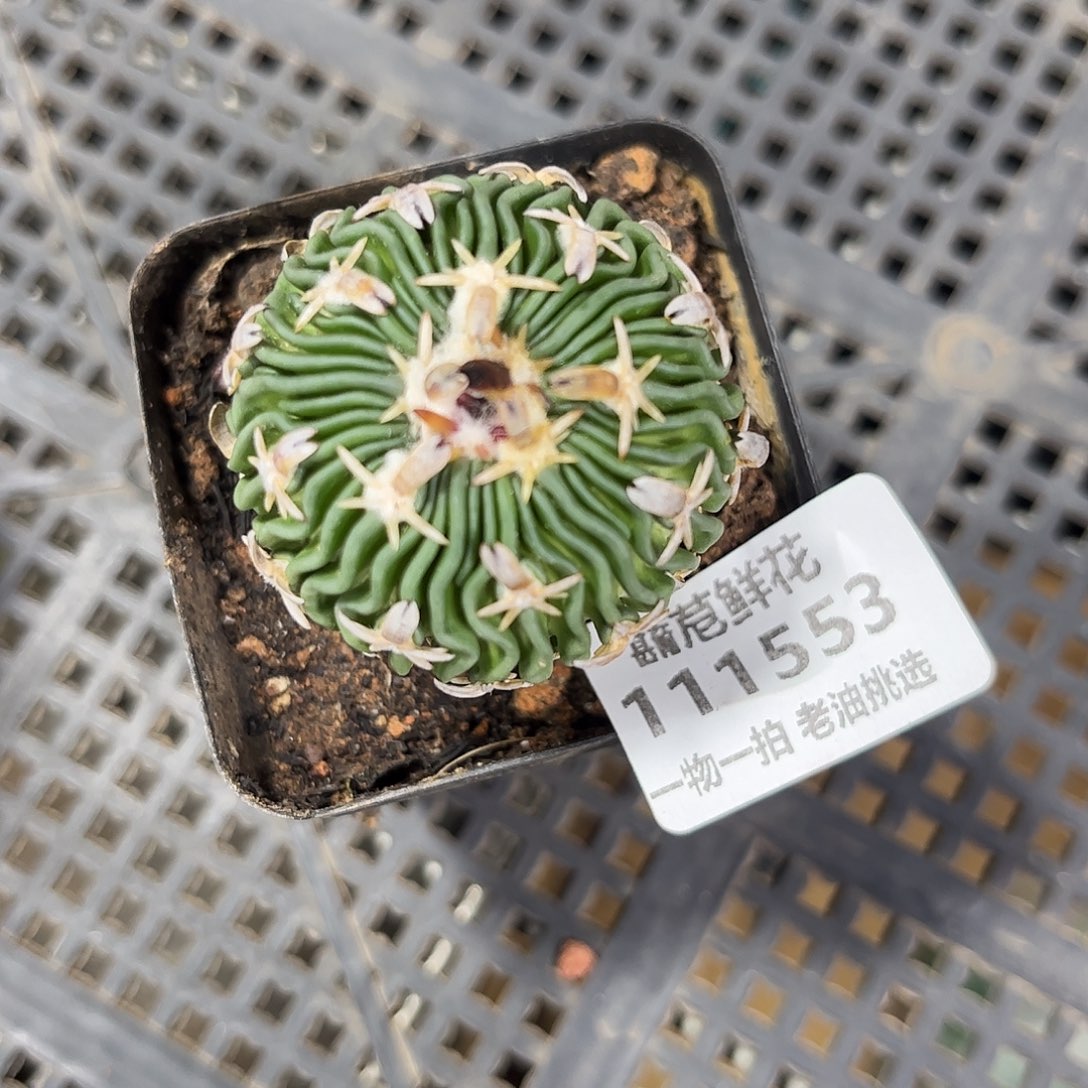 紫***竹111553一物一拍单头发