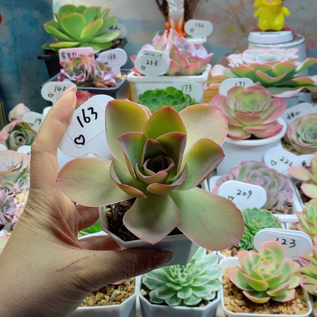 粉色大帕。   163。