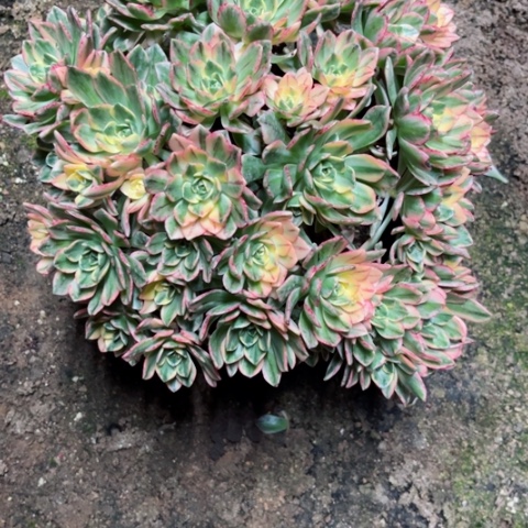 用****5多肉植物甜茶锦。