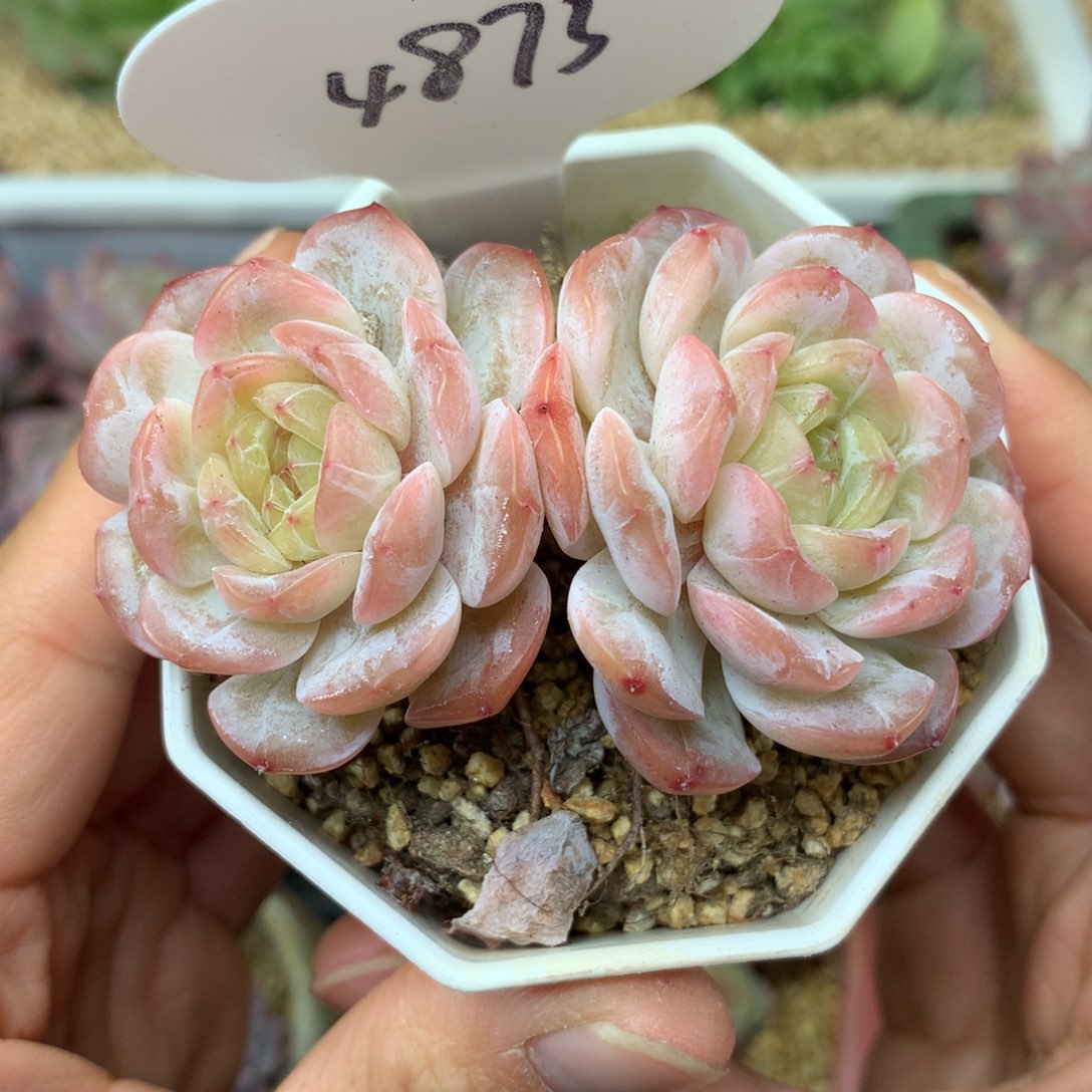 溶晶珍妮双头4873