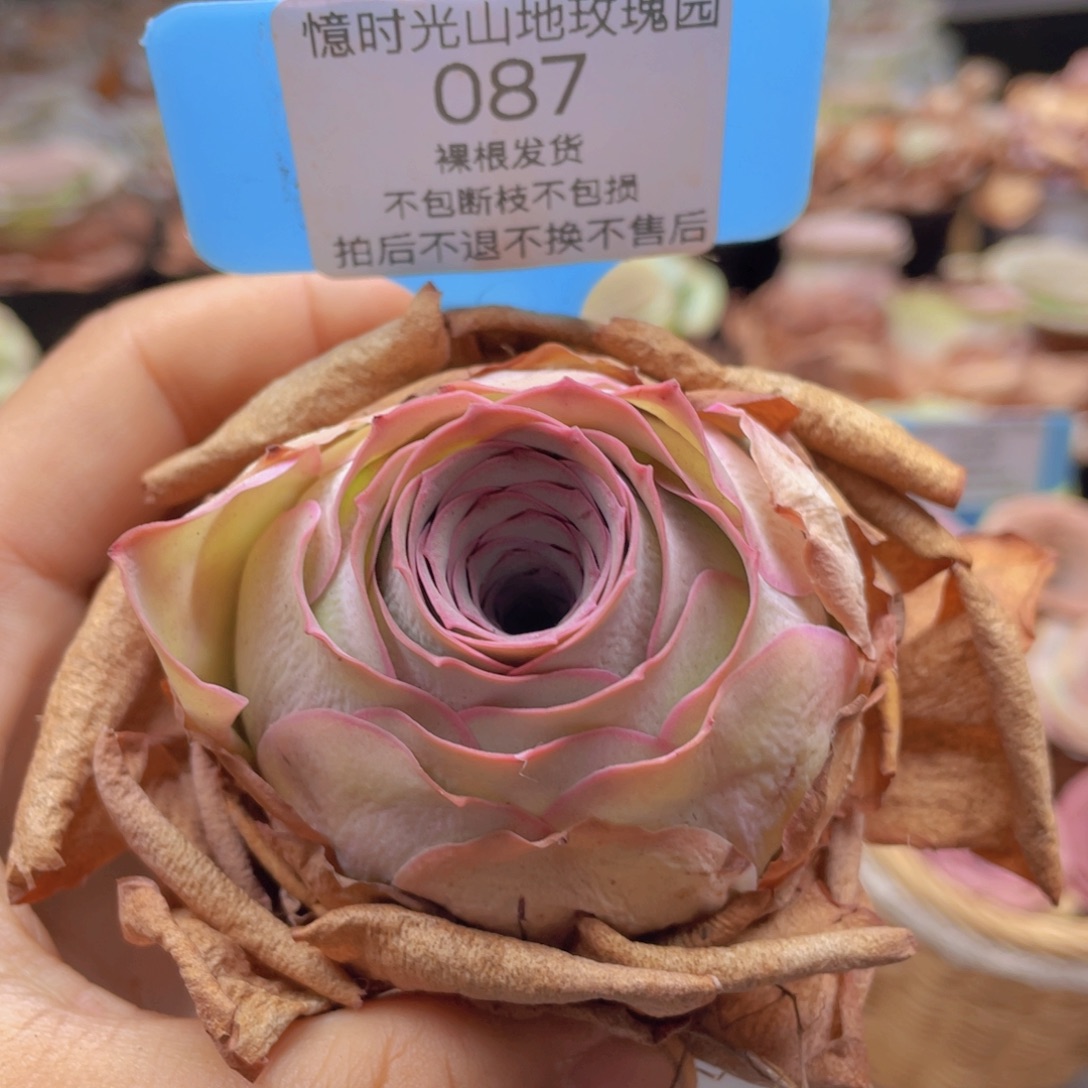 山地玫瑰087裸根发货不售后