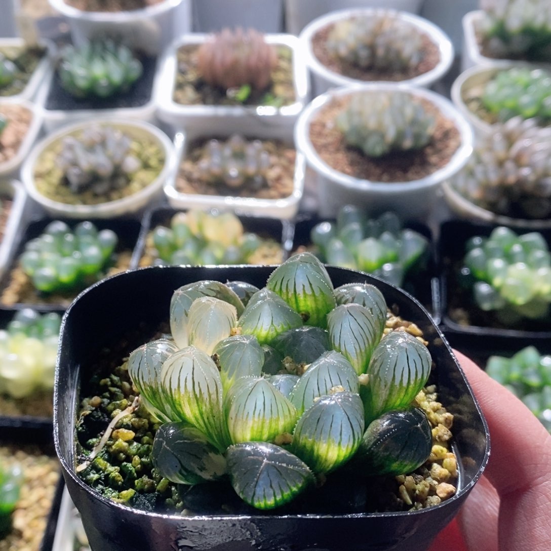 实生玉露锦大窗实生玉露锦