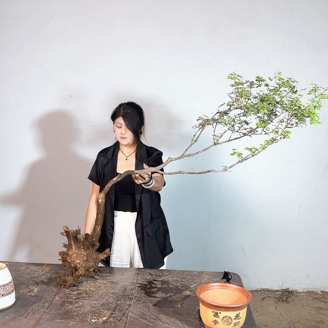 完全开放痣*坊黄荆盆景素材