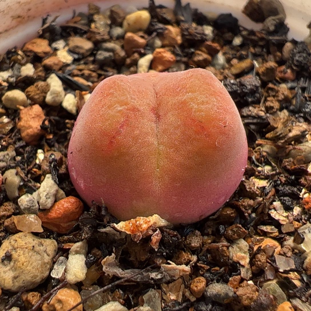 091多肉植物百科