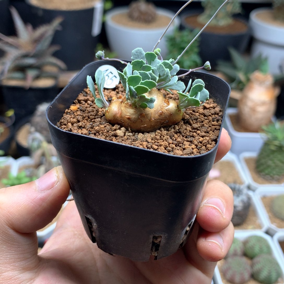 格加厚敦菊母本多肉带盆
