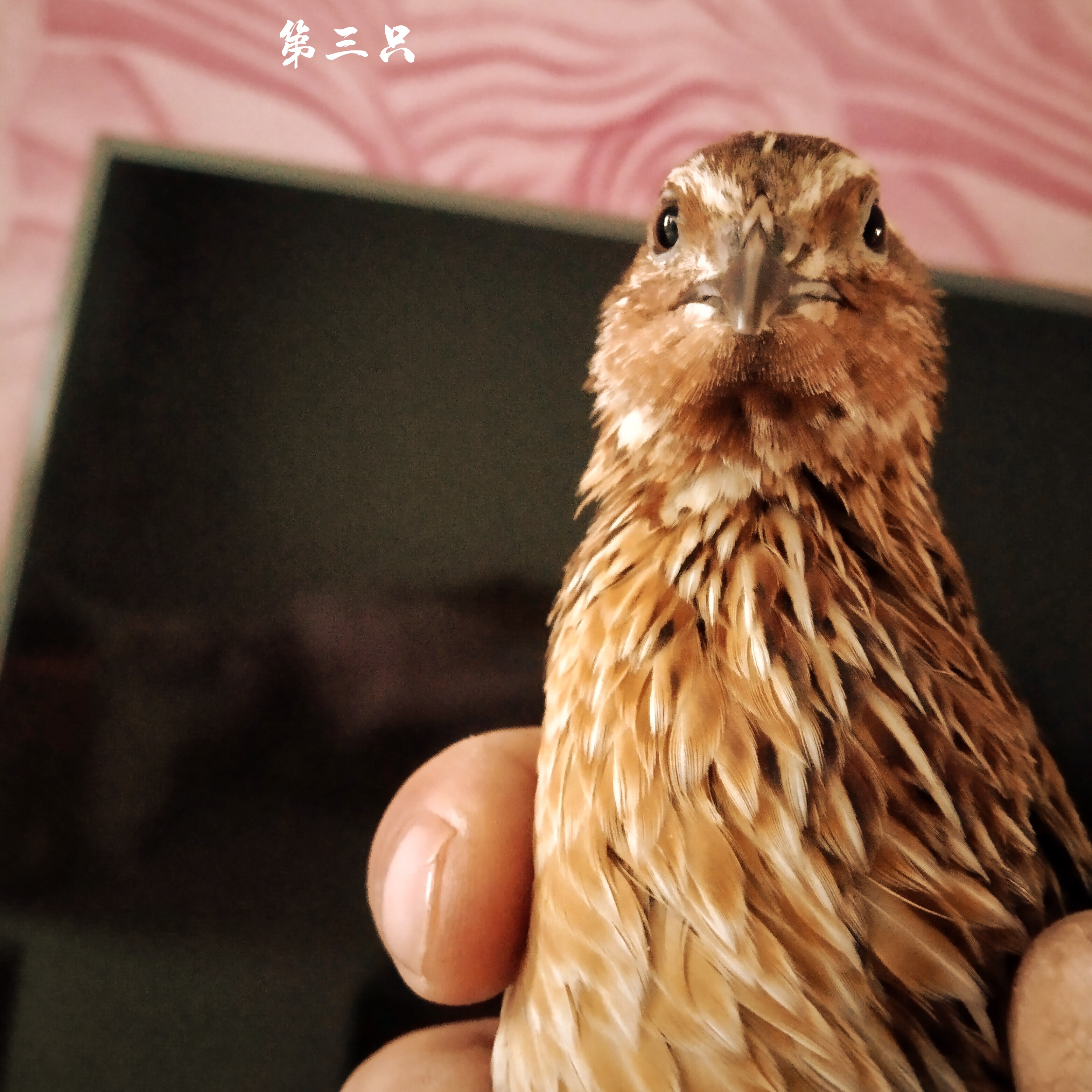 李猛专业孵化宠物鹌鹑