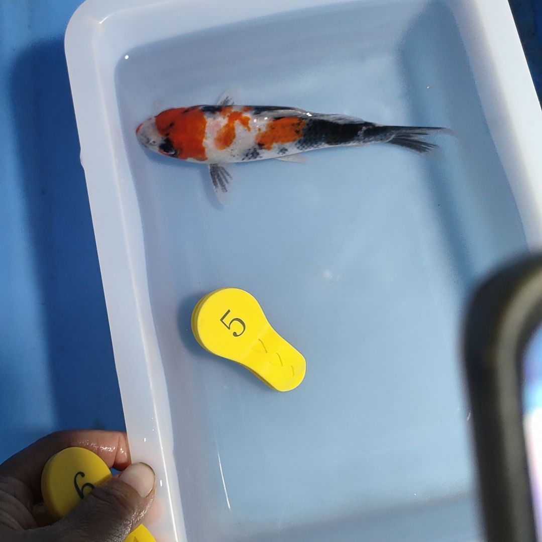 海水鱼红白大正昭和菲血白写