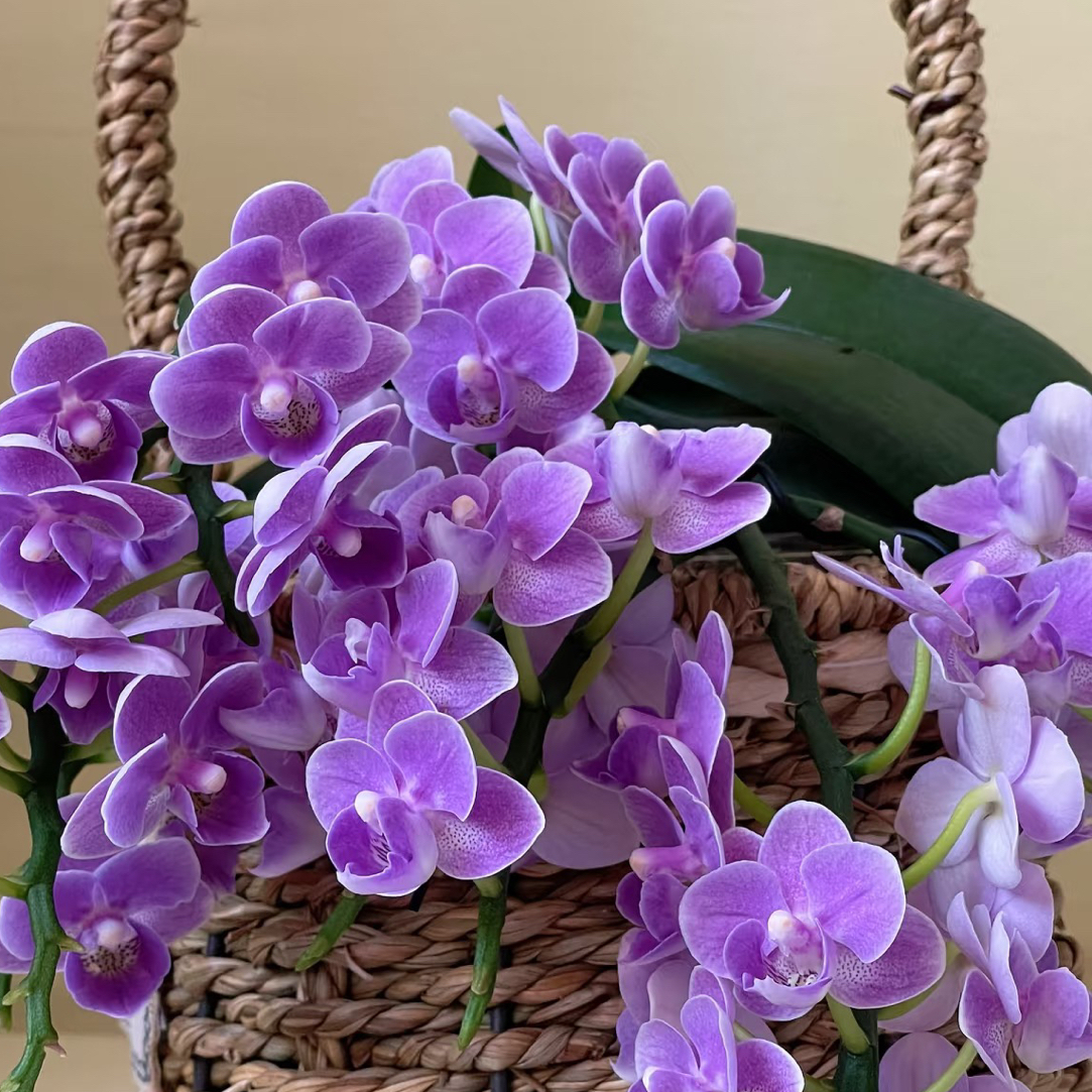 【欧洲小蓝双剑】蝴蝶兰高端系列欧洲小蓝3.0寸（多叶层）