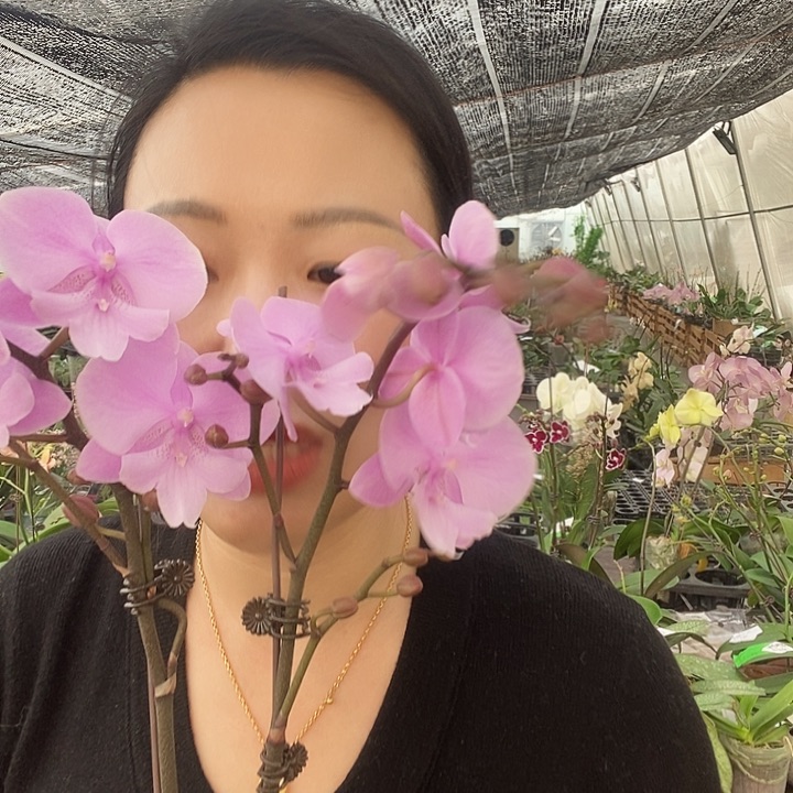 无花朵禹城王子蝴蝶兰