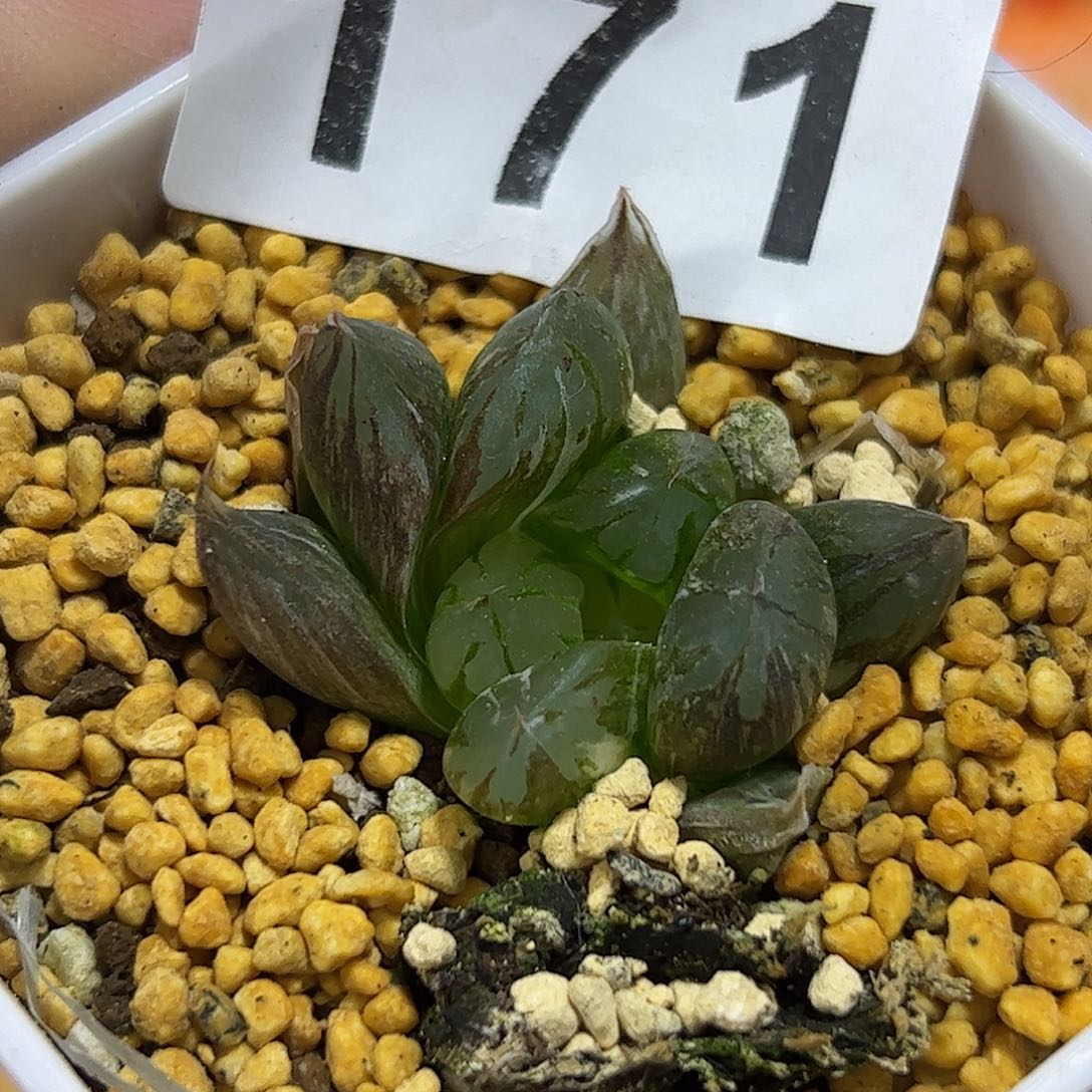 水晶锦十二卷多肉植物