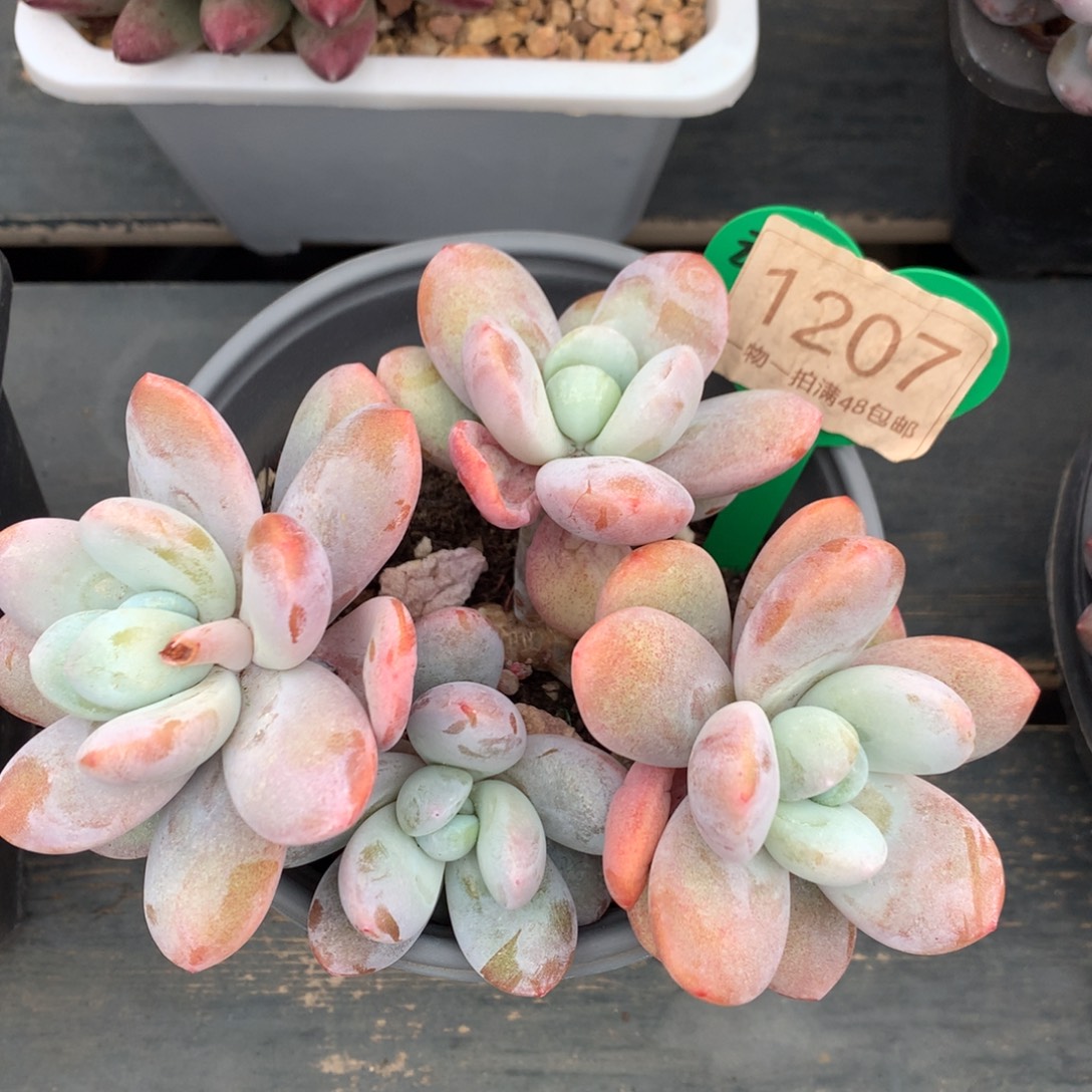 雪美人无砍开播福利1207