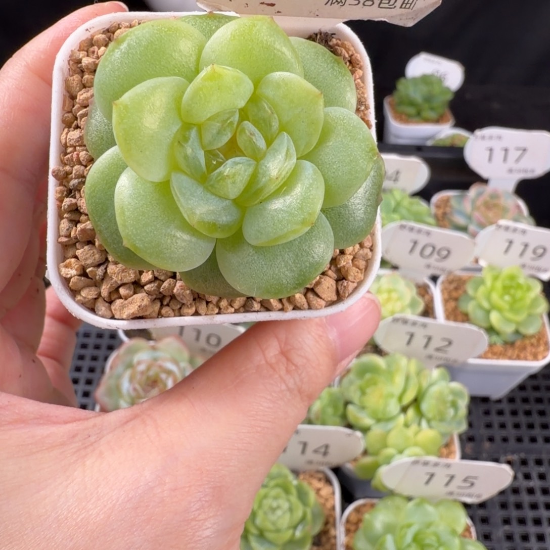 乌拉拉逍遥单头120号