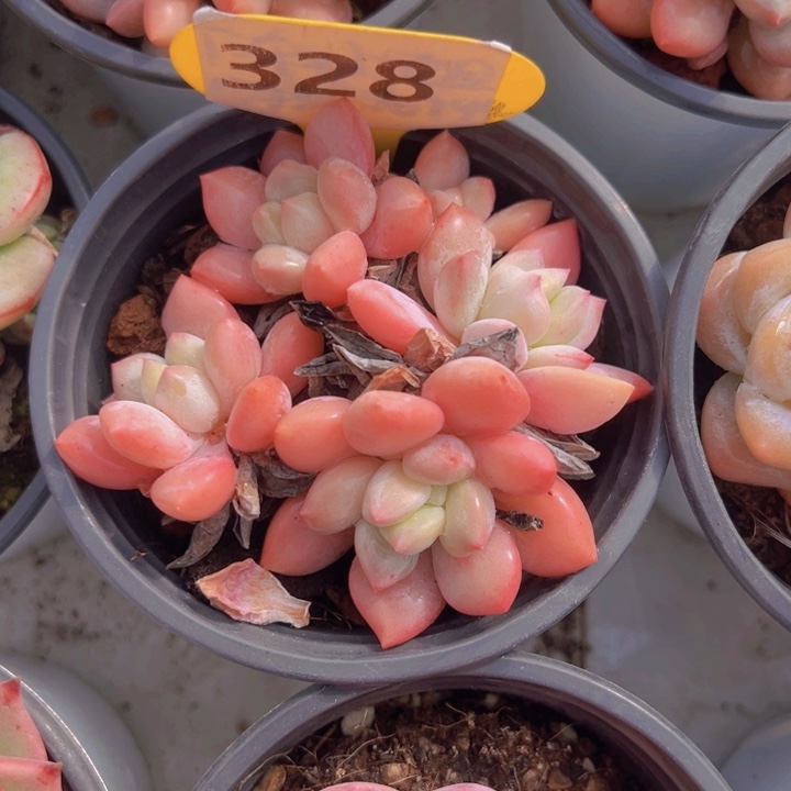 健健康康平平安安