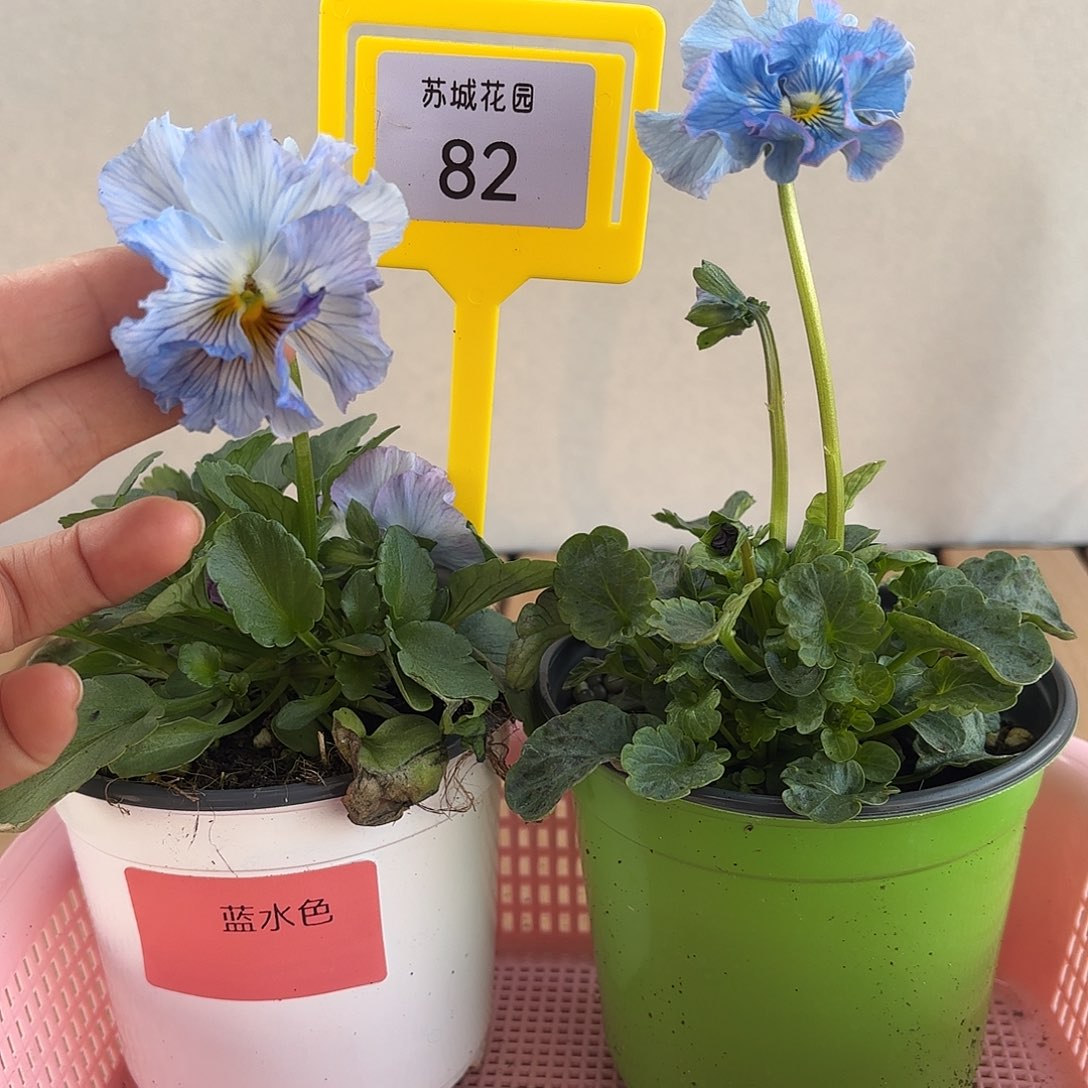 大部分开放少量花苞82