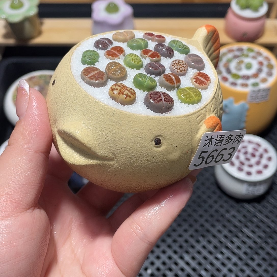 带盆土植物 一物一拍5663