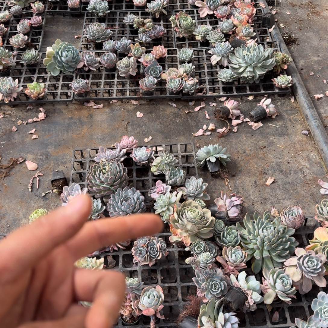 绿菜大小混合十棵量拍发货4-32左六