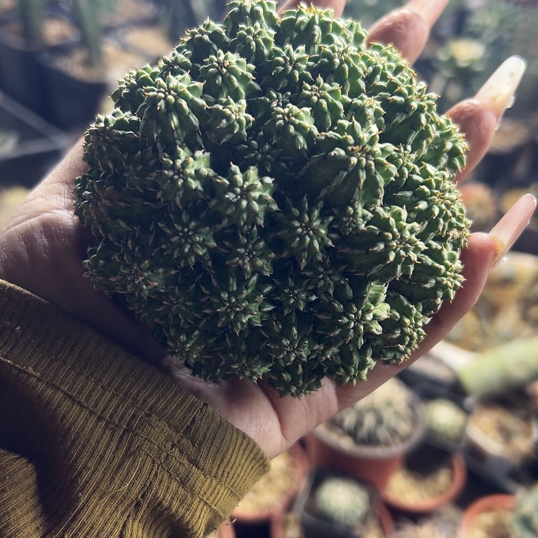 大吉颗仙人球11111111