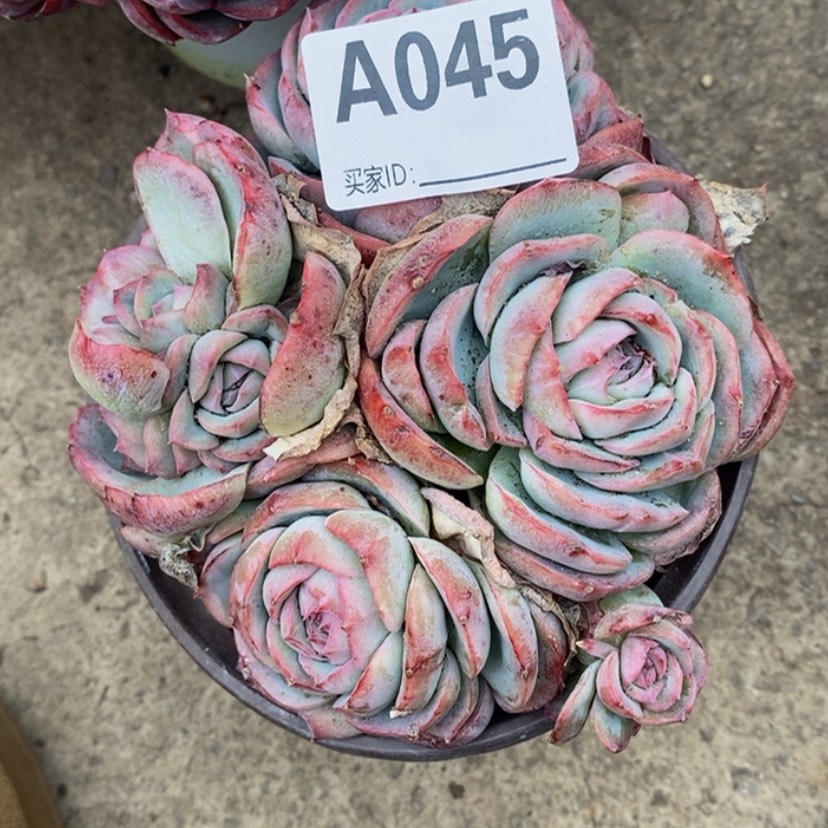 【闪购商品】六*多肉植物