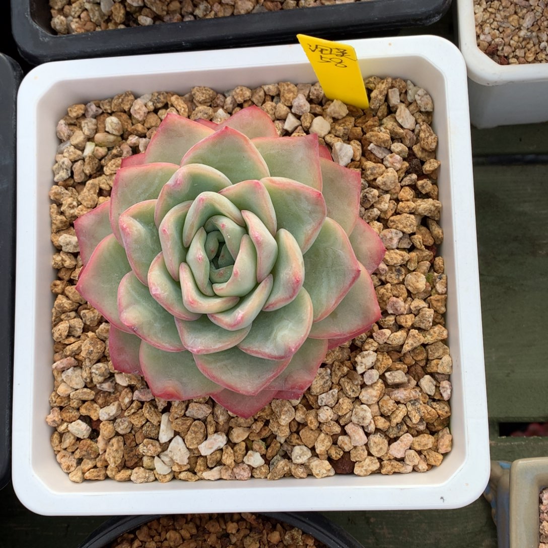 泡芙 大单头  一颗    