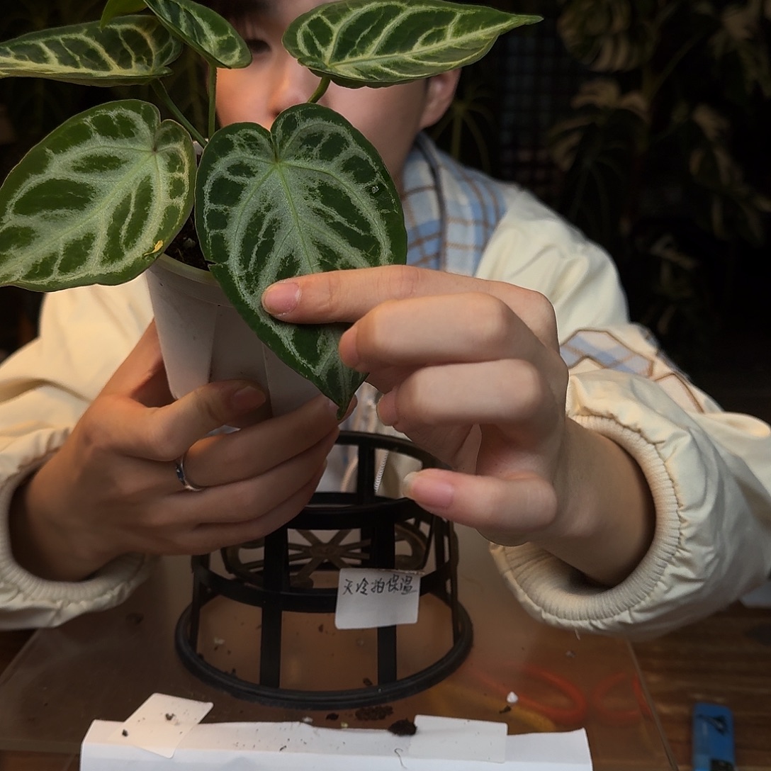 完全开放L131银色闪光杂黑面纱