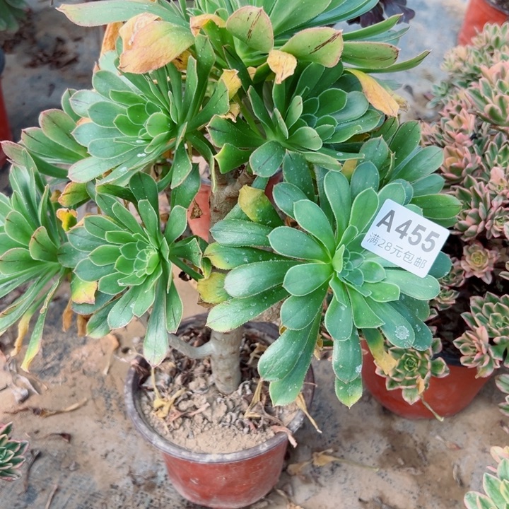 455绿法师多肉植物