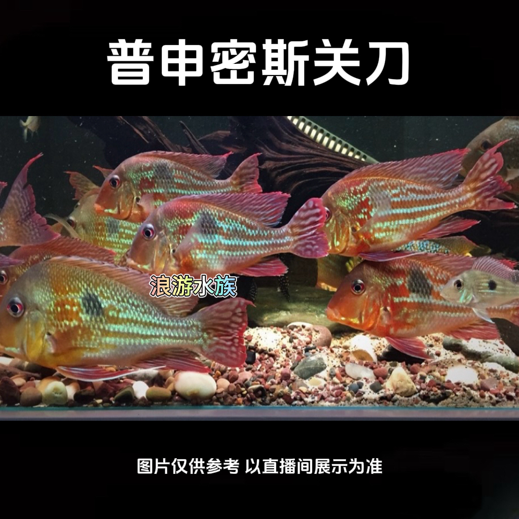 普申密斯关刀 食土鲷饲养水温25-31度 热带淡水鱼
