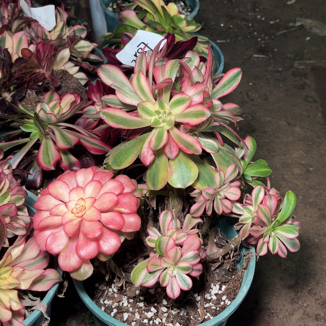 多肉法师锦初恋母本2587