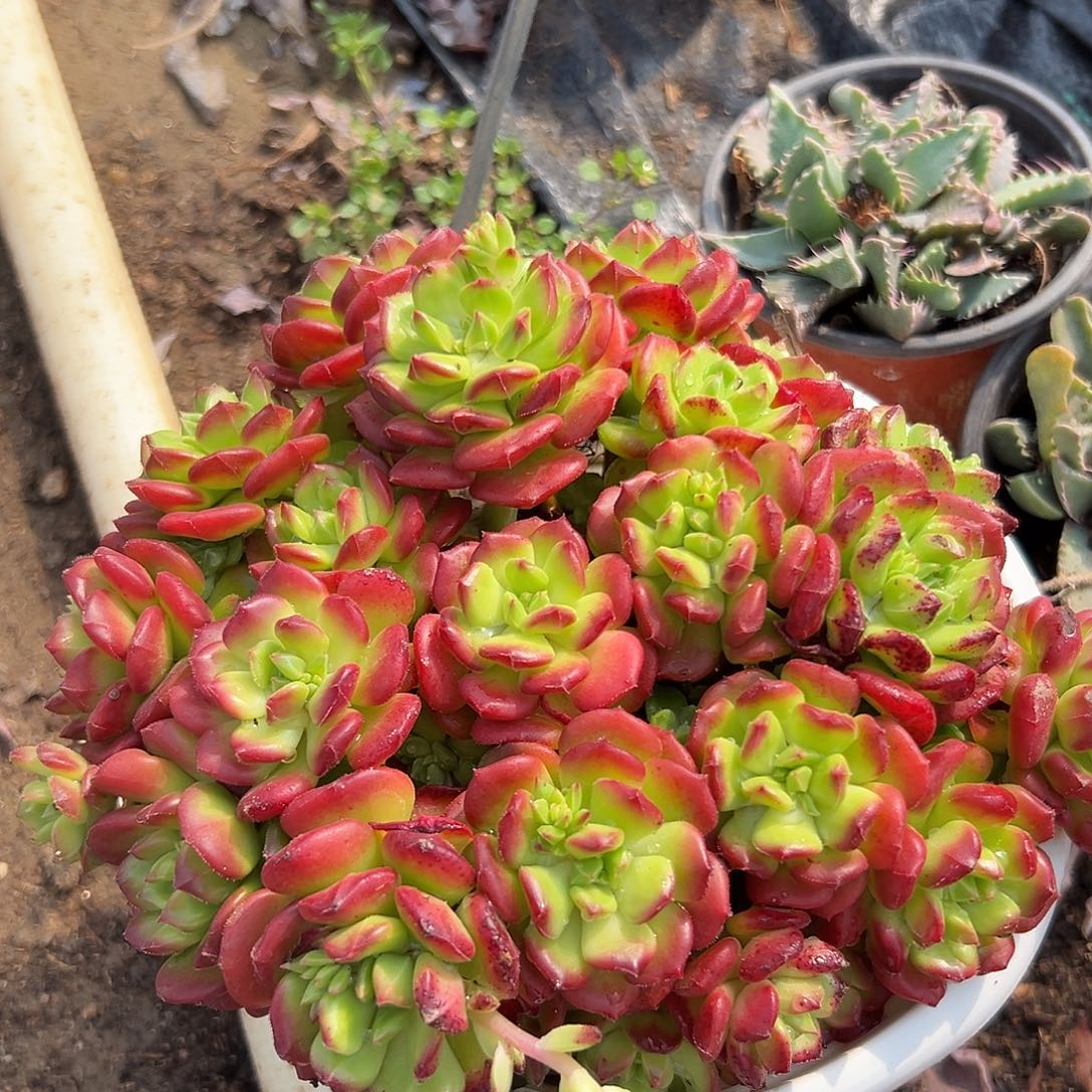 多肉植物红灯笼群