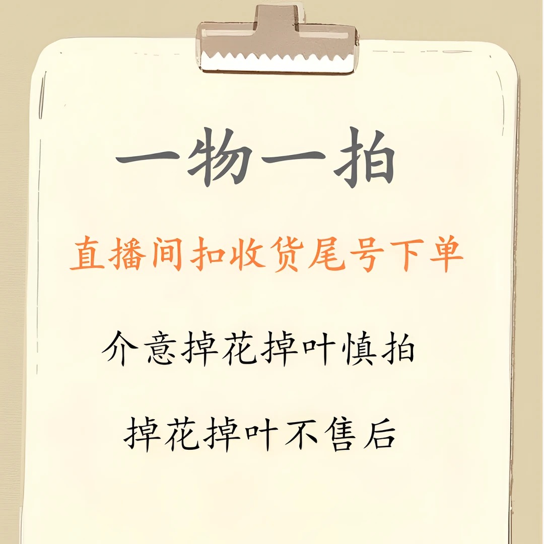 【一物一拍】三角梅直接专属链接漳州源头基地直邮