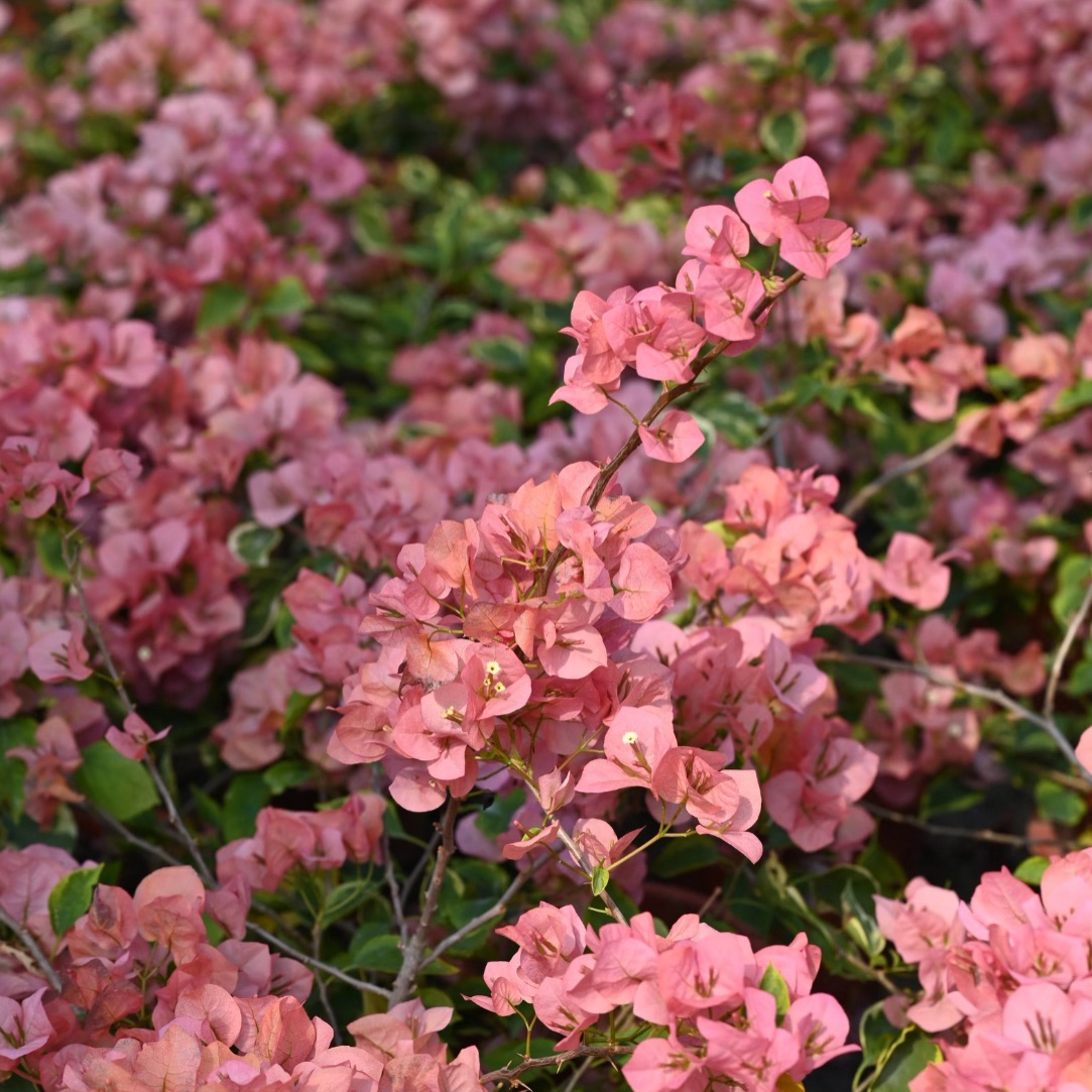 【金边台湾姑娘】四季开花（落花落叶不售后一个月内换盆不售后）花梦