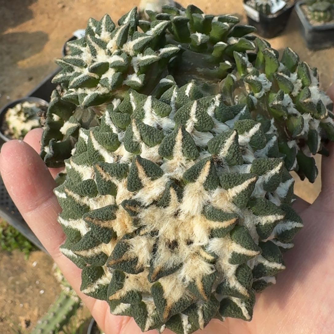 【闪购商品】落地群头黑牡丹落地晾好发货