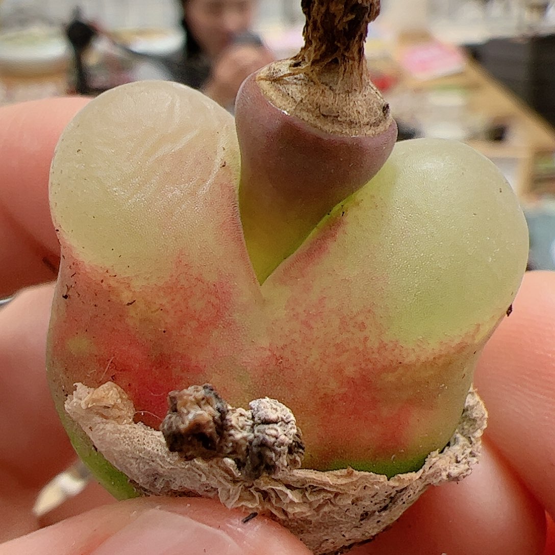 【闪购商品】79 毛毛