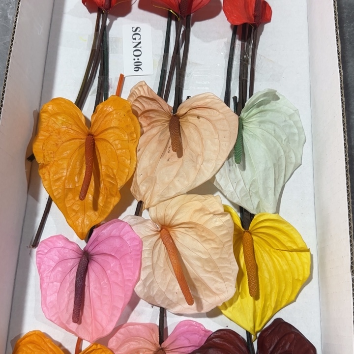 特价永生红掌混色渐变色15枝装SGNO：06