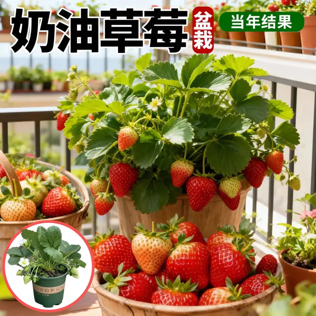 【拍三发四送托盘】草莓苗带盆带土带花带果加仑盆土奶油草莓苗四季
