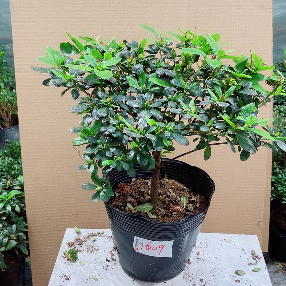 雪***影完全开放橘红色杜鹃花