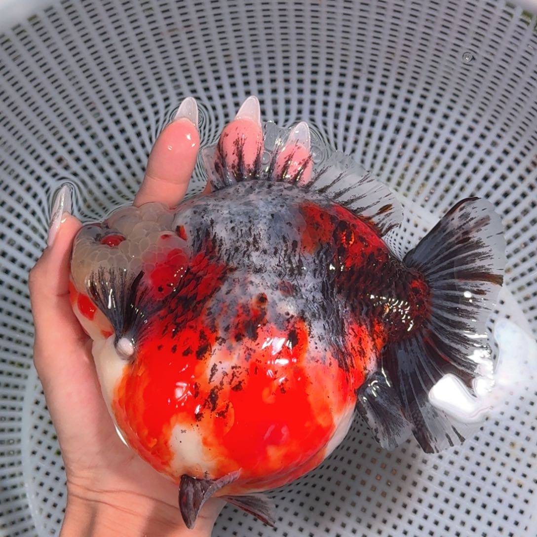 金鱼类不分公母17