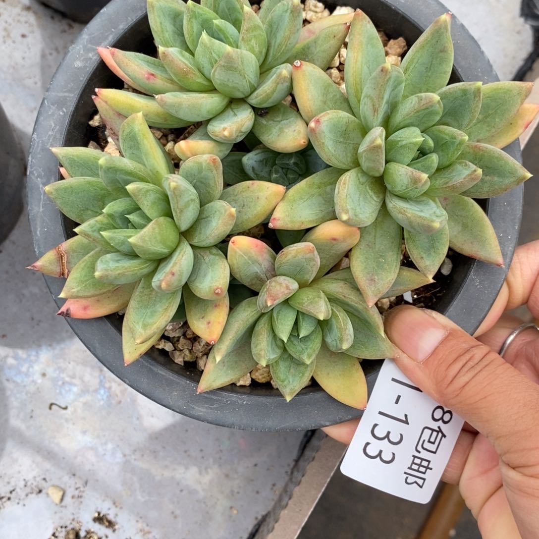 夏悦多肉901-133红蛋